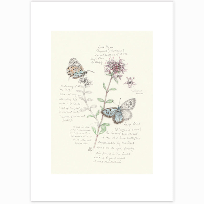 A giclee print featuring two Large Blue butterflies and Wild Thyme flowers with accompanying text.