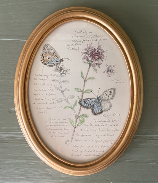 A nature journal style original artwork of large blue butterflies and wild thyme plant with notes, set in a gold oval picture frame.