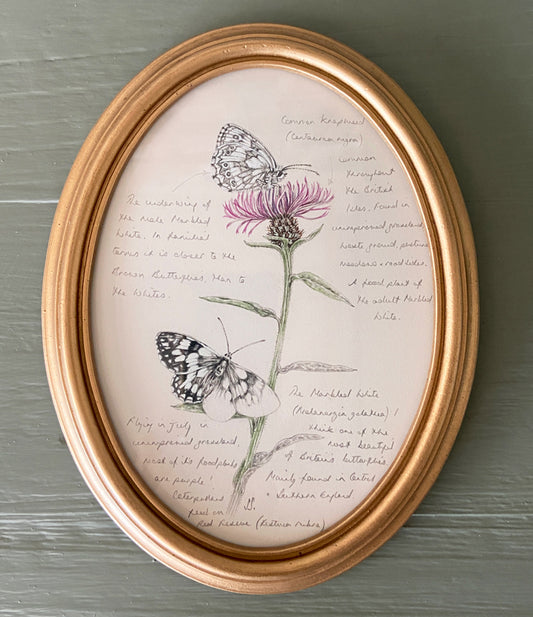A pencil and watercolour painting of 2 Marbled White butterlies and a knapweed plant, framed in a gold oval frame.