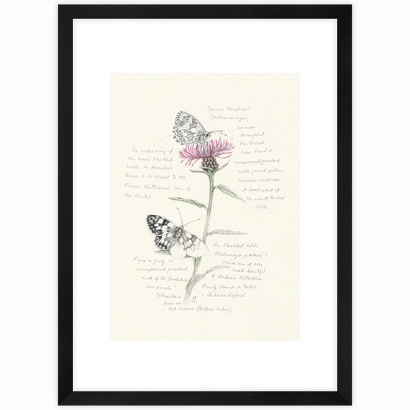 Marbled White & Knapweed Giclee Print