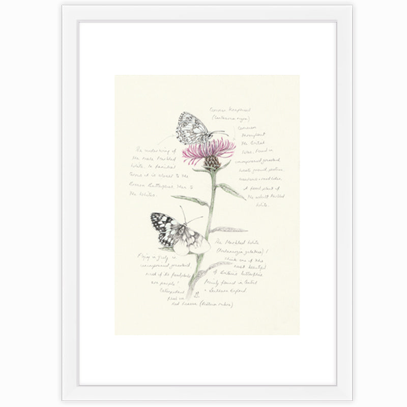 Marbled White & Knapweed Giclee Print