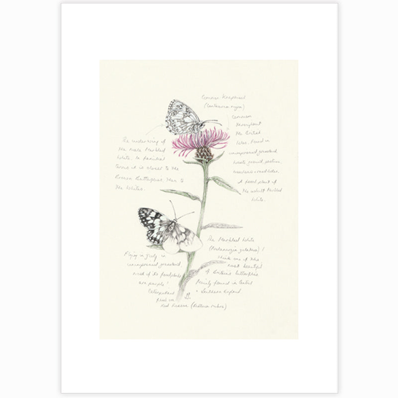 Marbled White & Knapweed Giclee Print