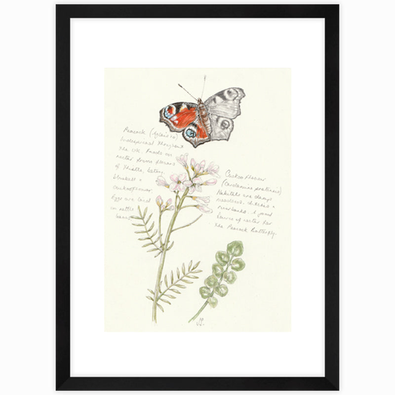 Peacock & Cuckoo Flower Giclee Print