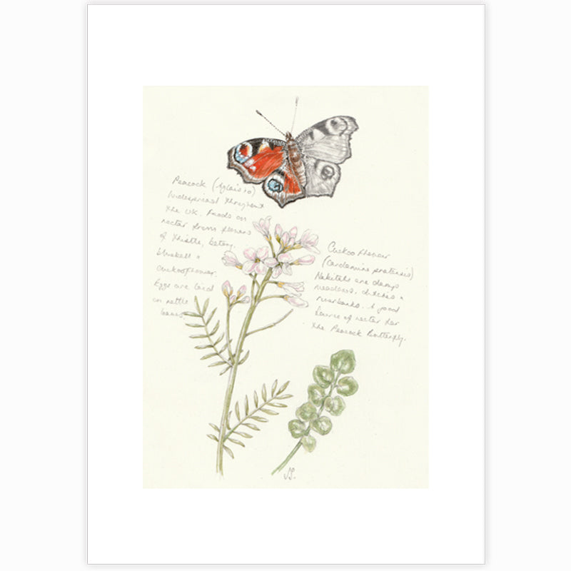 Peacock & Cuckoo Flower Giclee Print