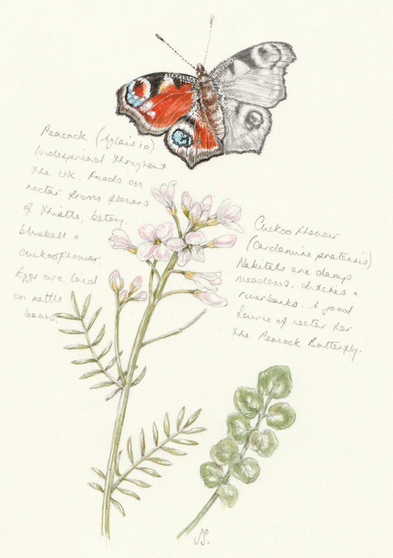 A giclee print featuring a nature journal style illustration of a Peacock Butterfly and Cuckoo Flower, with notes.