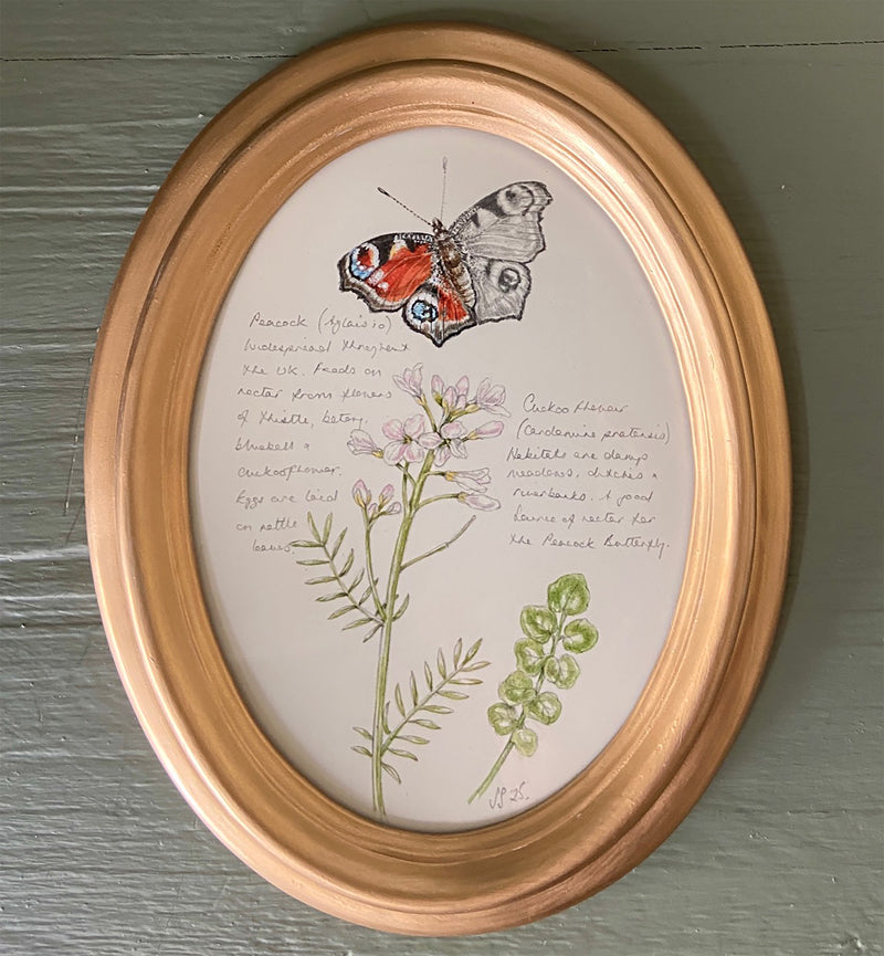 Original artwork featuring a Peacock butterfly and Cuckoo flower, with botanical notes. In a gold oval frame.