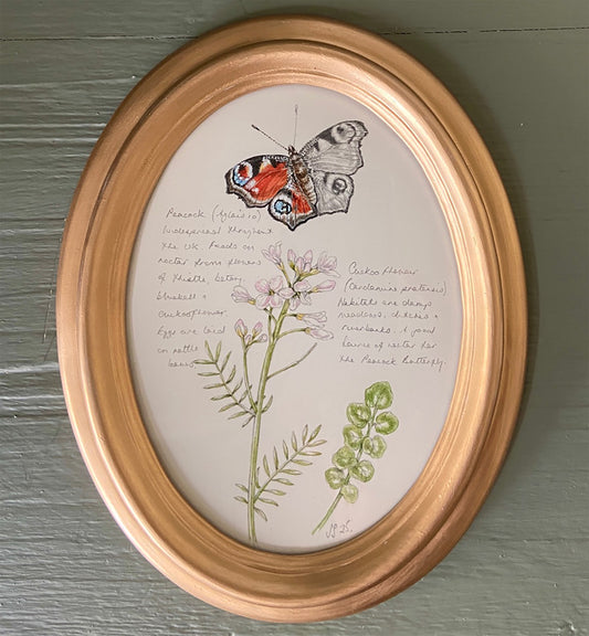 Original watercolour and pencil drawing of  a Peacock and Cuckoo Flower with notes, in a gilded oval frame.