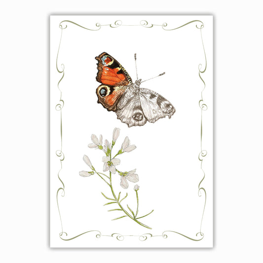 A notecard featuring a Peacock Butterfly flying away from a Cuckoo Flower. Pretty design around the edge.