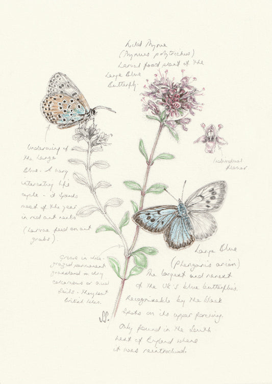 A giclee print featuring a nature journal style illustration of 2 large blue butterflies and wild thyme with notes.