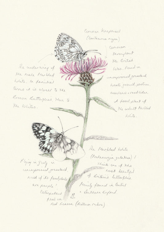 A nature journal style pencil and watercolour drawing of 2 Marbled White Butterflies and a Knapweed plant, with notes.