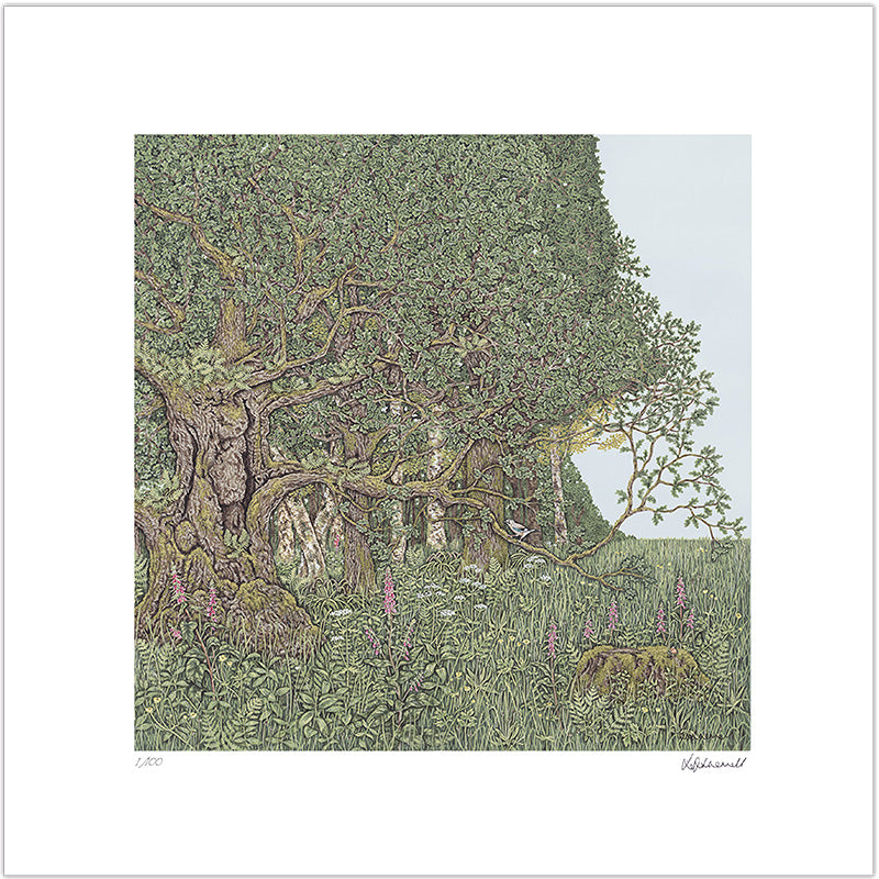 A detailed painting by Sally Swannell of an ancient oak tree on the edge of woodland, surrounded by flowers, a Jay is perched on a lower branch of the oak.