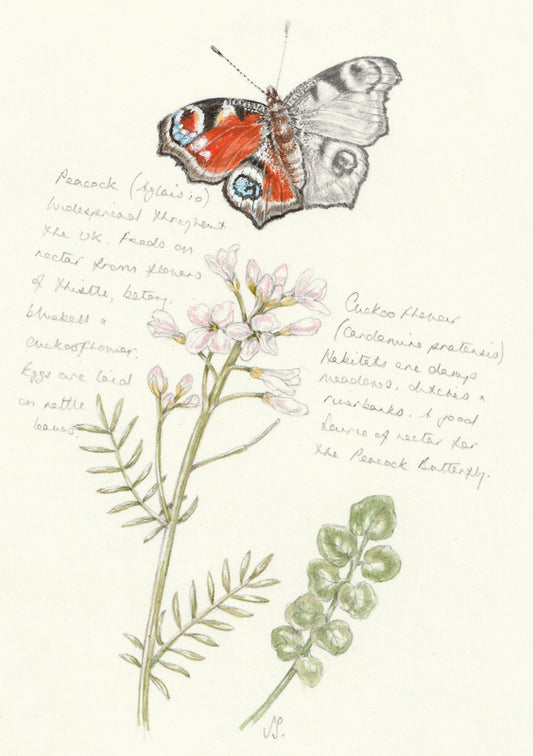 A nature journal style illustration of a Peacock Butterfly and Cuckoo Flower, with notes.