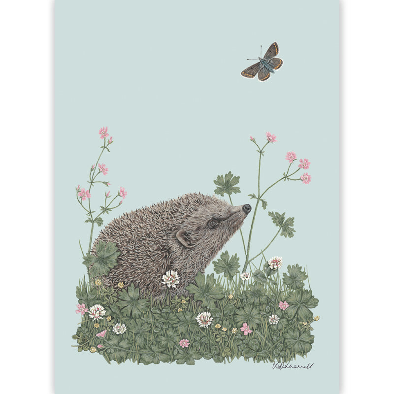 A print of a detialed illustration of a Hedgehog amidst clover and cranesbill looking up at a brown argus butterfly